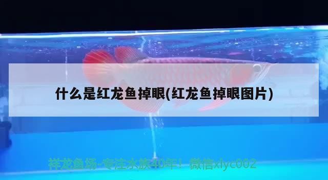 盤山縣陳家鄉良種場富民養殖場（盤山縣陳家鄉良種場富民養殖場地址） 盤山縣陳家鄉良種場富民養殖場（盤山縣陳家鄉良種場富民養殖場地址） 全國水族館企業名錄 第3張
