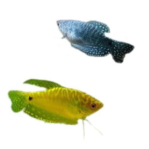 一萬以上的紅龍魚品質怎么樣：一萬以上的紅龍魚在品質上應該是較高的品種但投資需謹慎