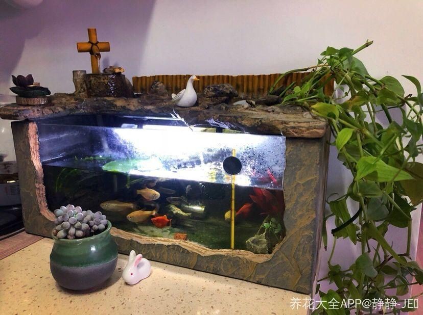 白酒對魚缸有何影響？：倒進魚缸里的魚是如何呼吸的，白酒對魚缸里的魚有何影響 白酒對魚缸有何影響？：倒進魚缸里的魚是如何呼吸的，白酒對魚缸里的魚有何影響 魚缸百科 第3張