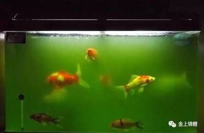 白酒對魚缸有何影響？：倒進魚缸里的魚是如何呼吸的，白酒對魚缸里的魚有何影響 白酒對魚缸有何影響？：倒進魚缸里的魚是如何呼吸的，白酒對魚缸里的魚有何影響 魚缸百科 第2張