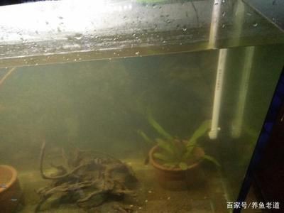白酒對魚缸有何影響？：倒進魚缸里的魚是如何呼吸的，白酒對魚缸里的魚有何影響 白酒對魚缸有何影響？：倒進魚缸里的魚是如何呼吸的，白酒對魚缸里的魚有何影響 魚缸百科 第1張