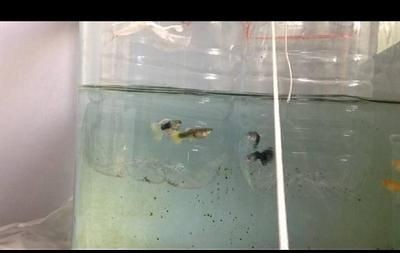 鳳尾魚飼養指南：鳳尾魚的水質管理