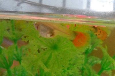 鳳尾魚飼養指南：鳳尾魚的水質管理