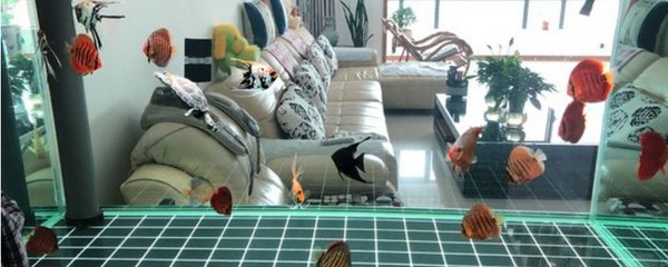 銀龍魚能不能和別的魚混合養在一起（銀龍魚能不能和別的魚混合養在一起養）
