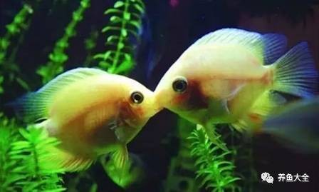 十大頂級觀賞魚排名