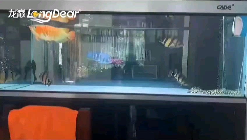 轉發851