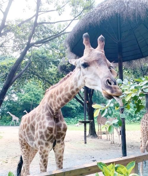 長隆野生動物世界有哪些特色動物？