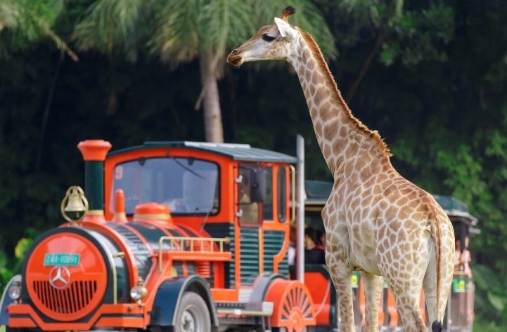 長隆野生動物世界有哪些特色動物？