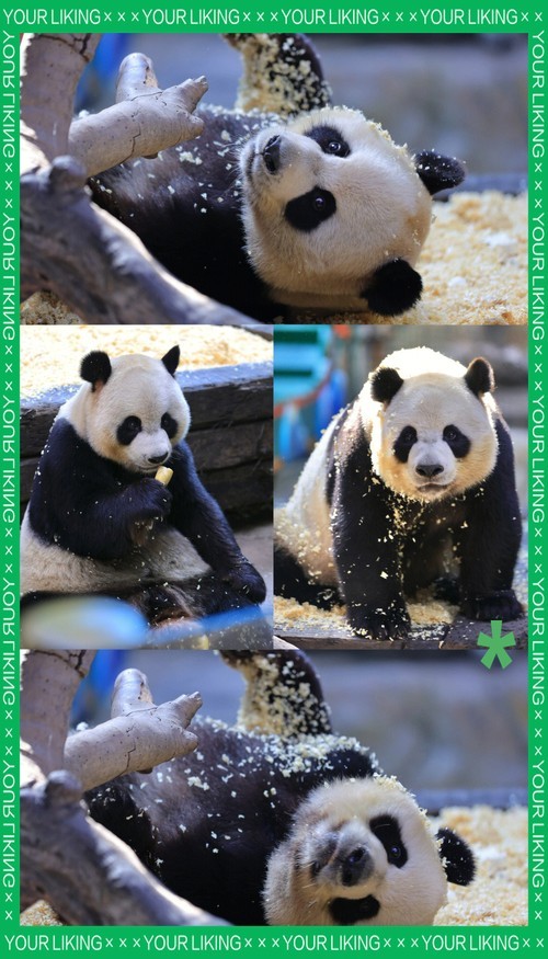 長隆野生動物世界有哪些特色動物？
