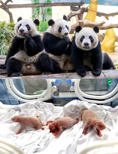 長隆野生動物世界有哪些特色動物？