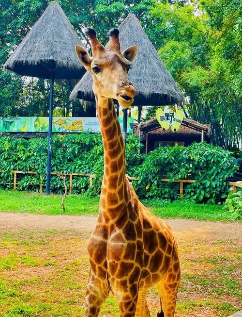 長隆野生動物世界有哪些特色動物？