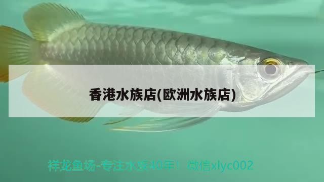 銀龍魚為什么互相咬嘴巴(銀龍魚咬其他魚) 銀龍魚百科 第2張 銀龍魚為什么互相咬嘴巴(銀龍魚咬其他魚) 銀龍魚為什么互相咬嘴巴(銀龍魚咬其他魚) 銀龍魚百科 第2張