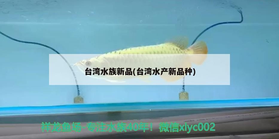 銀龍魚為什么互相咬嘴巴(銀龍魚咬其他魚) 銀龍魚百科 第3張 銀龍魚為什么互相咬嘴巴(銀龍魚咬其他魚) 銀龍魚為什么互相咬嘴巴(銀龍魚咬其他魚) 銀龍魚百科 第3張
