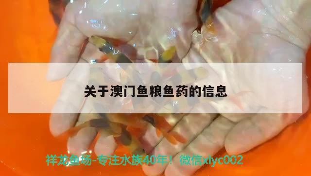 銀龍魚為什么互相咬嘴巴(銀龍魚咬其他魚) 銀龍魚百科 第1張 銀龍魚為什么互相咬嘴巴(銀龍魚咬其他魚) 銀龍魚為什么互相咬嘴巴(銀龍魚咬其他魚) 銀龍魚百科 第1張