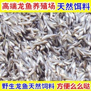 全國批發龍魚最便宜的地方（全國批發龍魚最便宜的地方在哪里？）