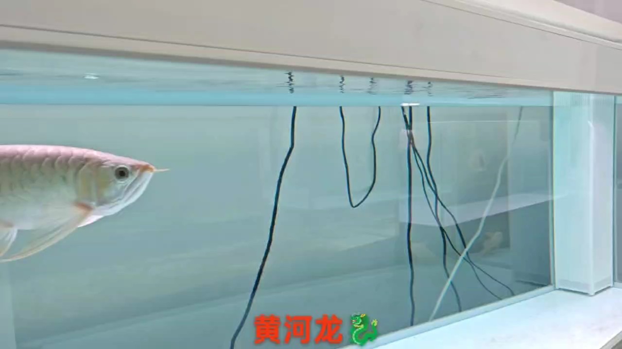 需要大骨骼身形，硬扇尾，鈍頭