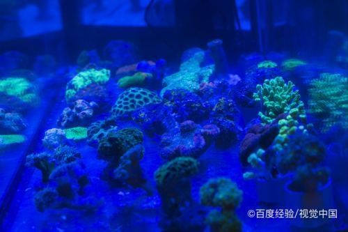 <strong><mark>鼎湖</mark></strong>區鴻星水族館（<strong><mark>鼎湖</mark></strong>區鴻星水族館電話）