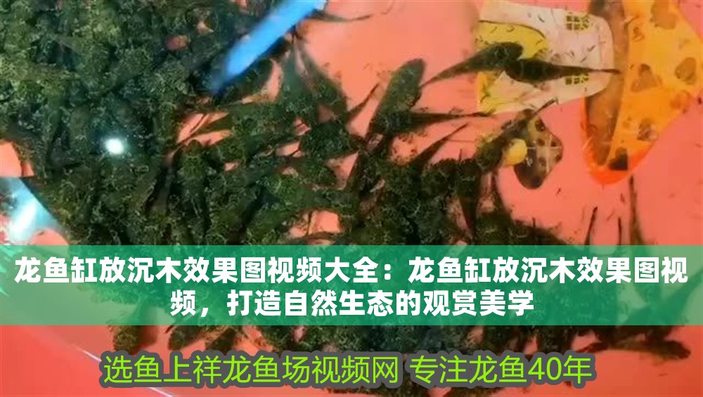 龍魚缸放沉木效果圖視頻大全：龍魚缸放沉木效果圖視頻，打造自然生態的觀賞美學
