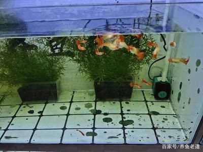 魚缸乳白色沉淀水質污染的預防措施：魚缸乳白色沉淀對魚缸生態平衡的處理方法是什么