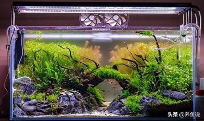 魚缸乳白色沉淀水質污染的預防措施：魚缸乳白色沉淀對魚缸生態平衡的處理方法是什么