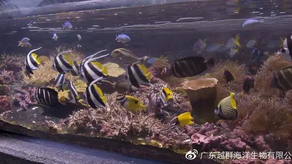 十大最漂亮關(guān)刀魚排行榜