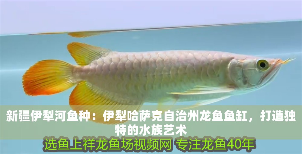 新疆伊犁河魚(yú)種：伊犁哈薩克自治州龍魚(yú)魚(yú)缸，打造獨(dú)特的水族藝術(shù)