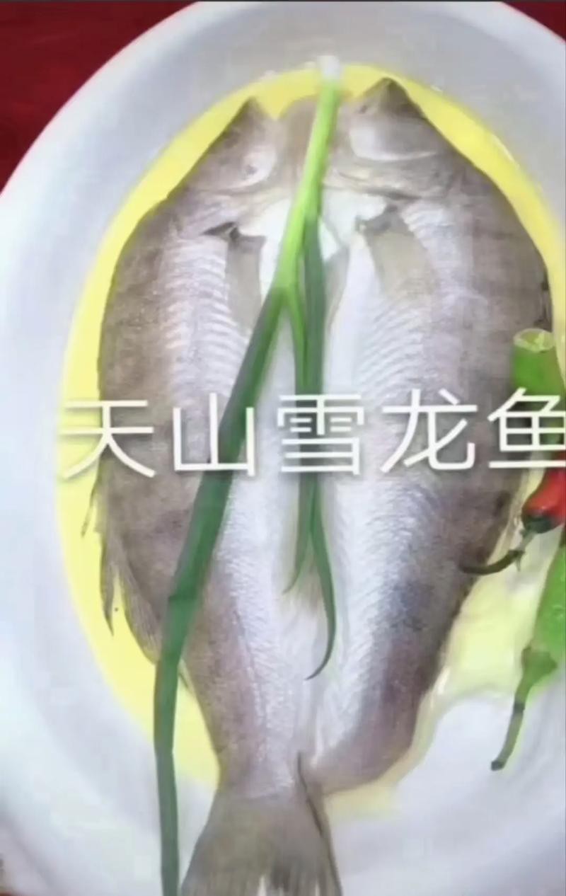 天山龍魚圖片 天山龍魚圖片 龍魚百科 第14張