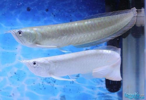 天山龍魚圖片 天山龍魚圖片 龍魚百科 第21張
