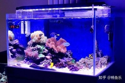 魚缸水泵噪聲對魚的影響：水泵噪聲對魚的影響