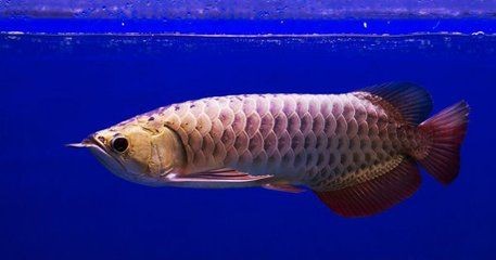 龍魚應該怎么養殖：養殖龍魚的注意事項