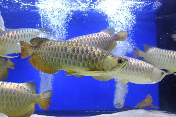 龍魚張嘴合不上嘴怎么辦（龍魚張嘴合不上嘴怎么辦龍魚張嘴合不上嘴可能由多種因素引起）