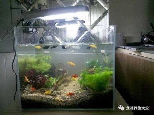 魚缸加鹽的作用和注意事項：海淡水魚缸加鹽的作用和注意事項
