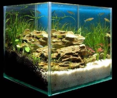 魚缸水渾濁怎么變清（魚缸水渾濁怎么變清,通過換水可以迅速改善水質，讓水體變清澈）