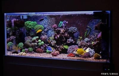 選擇海水魚缸還是淡水魚缸？：海水魚缸和淡水魚缸哪個好？