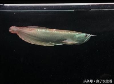 小龍魚喂食怎么喂:小龍魚的喂食方法 龍魚百科 第2張 小龍魚喂食怎么喂:小龍魚的喂食方法 小龍魚喂食怎么喂:小龍魚的喂食方法 龍魚百科 第2張