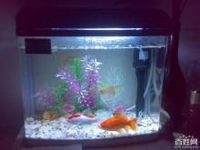 過年回家魚缸里的魚怎么辦（過年回家如何處理家中魚缸）