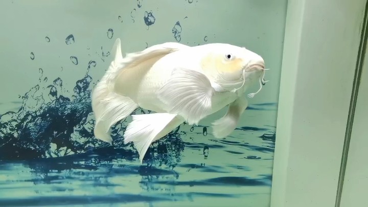 60公分普身蝴蝶鯉