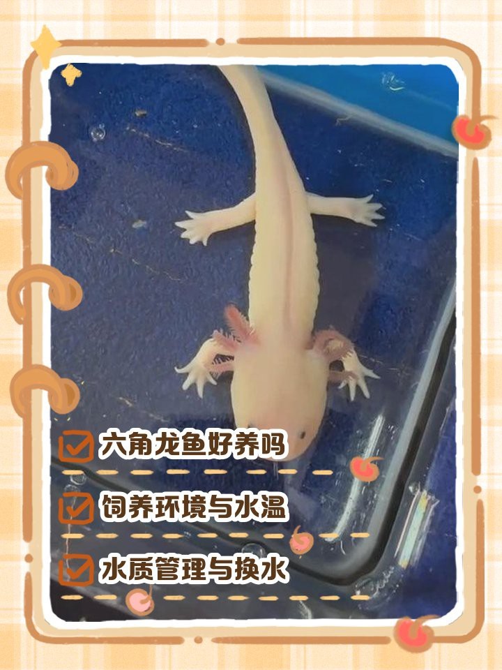 六角龍魚容易養(yǎng)活嗎 六角龍魚容易養(yǎng)活嗎 龍魚百科 第2張