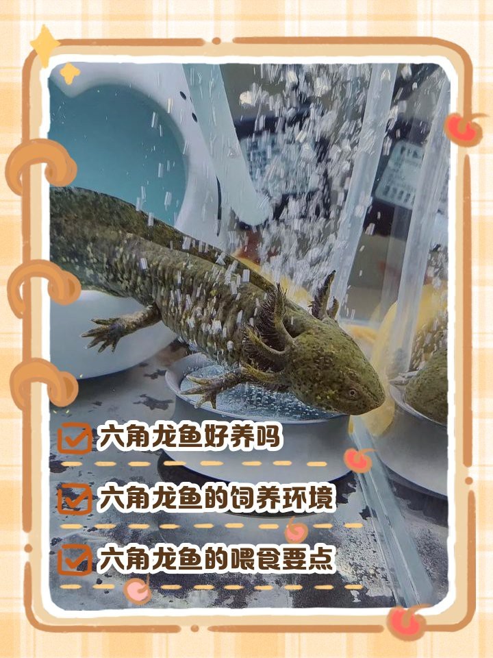 六角龍魚容易養(yǎng)活嗎 六角龍魚容易養(yǎng)活嗎 龍魚百科 第4張