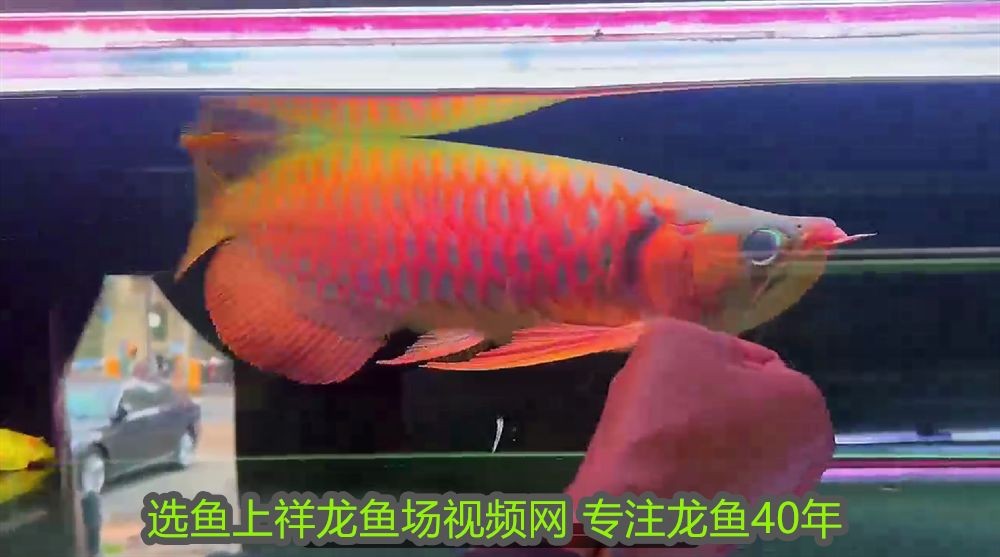 阜陽龍魚魚缸，打造水族藝術(shù)的精致殿堂