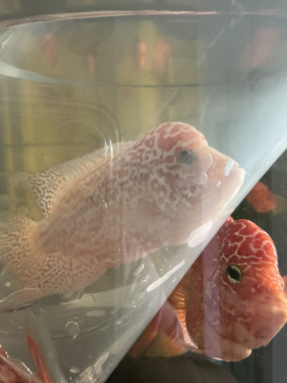 喜歡一條火鳳的版型和花紋忍不住又拿來(lái)混養(yǎng)