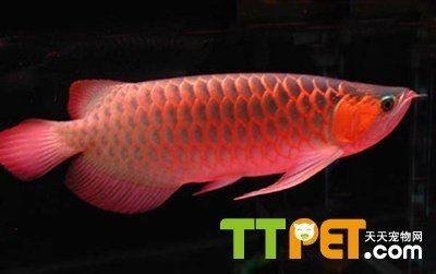 龍魚斷須有什么影響：如何預防龍魚斷須