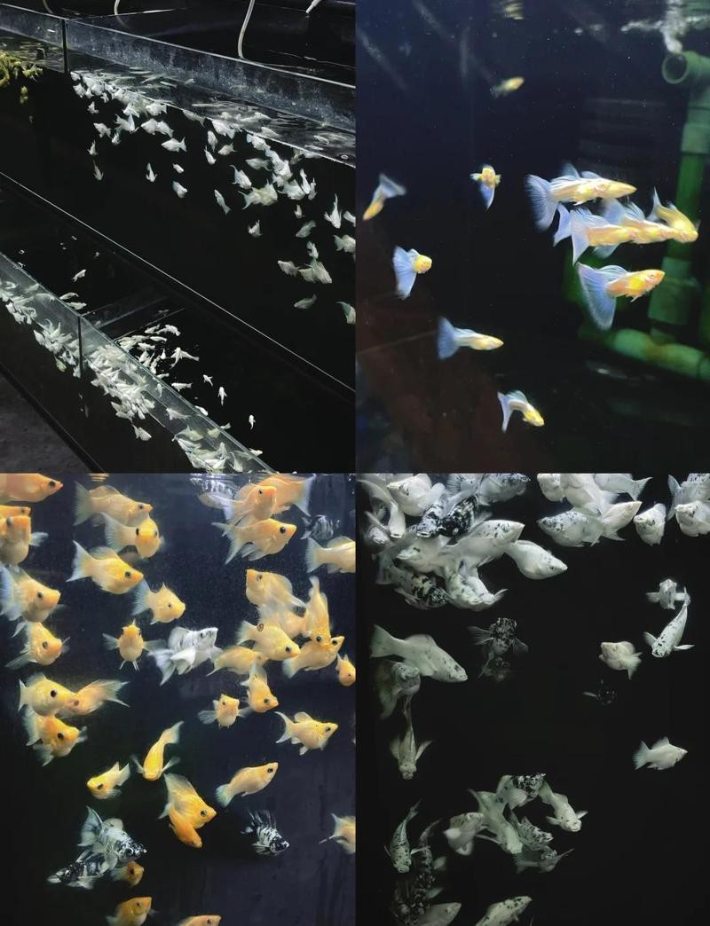附近的魚缸店