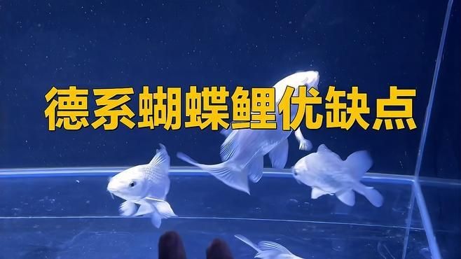 蝴蝶鯉哪個品種好看 蝴蝶鯉哪個品種好看 龍魚論壇 第5張