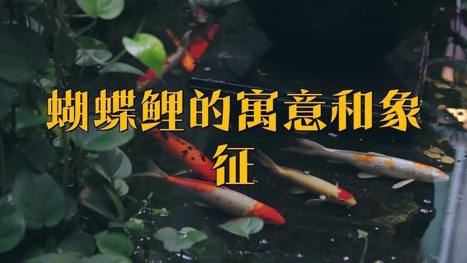 蝴蝶鯉哪個品種好看 蝴蝶鯉哪個品種好看 龍魚論壇 第11張
