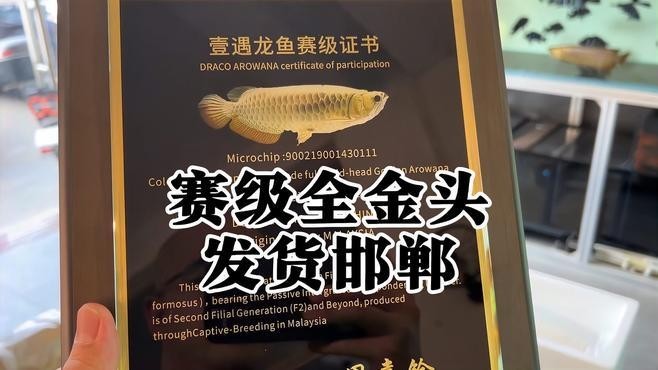 有沒有更多賽級金龍的視頻？