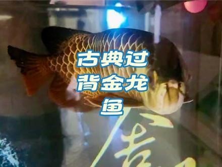 有沒有更多賽級金龍的視頻？