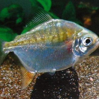 虎紋銀板魚 虎紋銀板魚 龍魚論壇 第3張