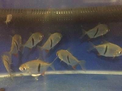 虎紋銀板魚 虎紋銀板魚 龍魚論壇 第5張