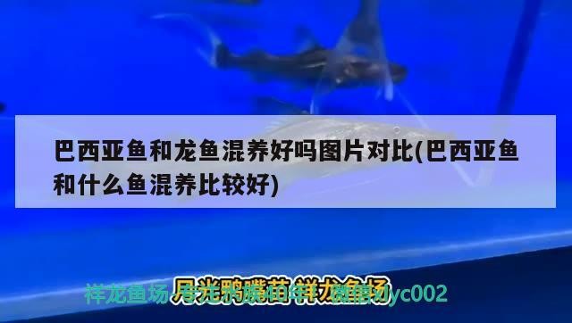 招財(cái)貓魚(yú)和銀龍魚(yú)混養(yǎng)可以嗎（招財(cái)貓魚(yú)和銀龍魚(yú)混養(yǎng)可以嗎）